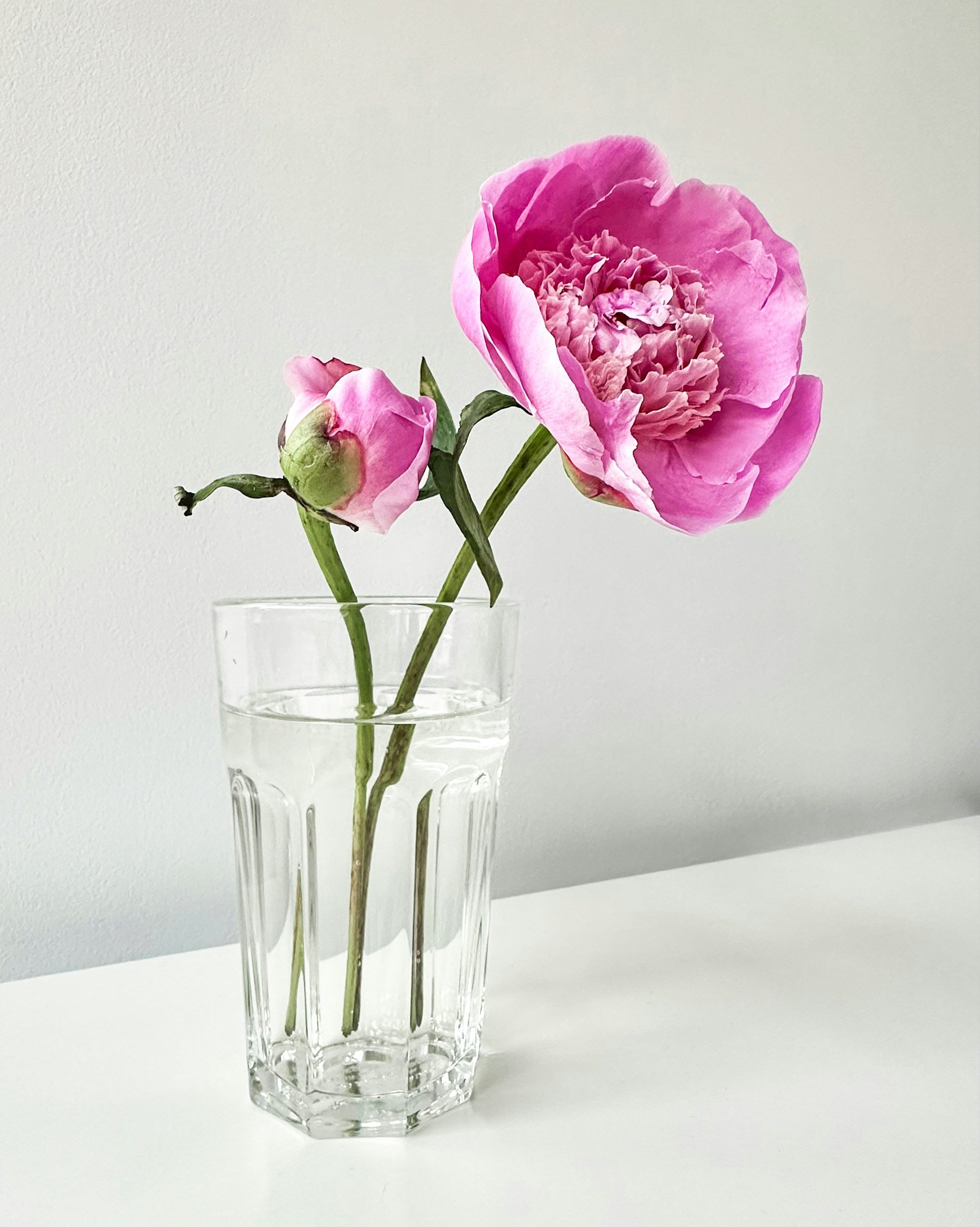 Peonies in vase
